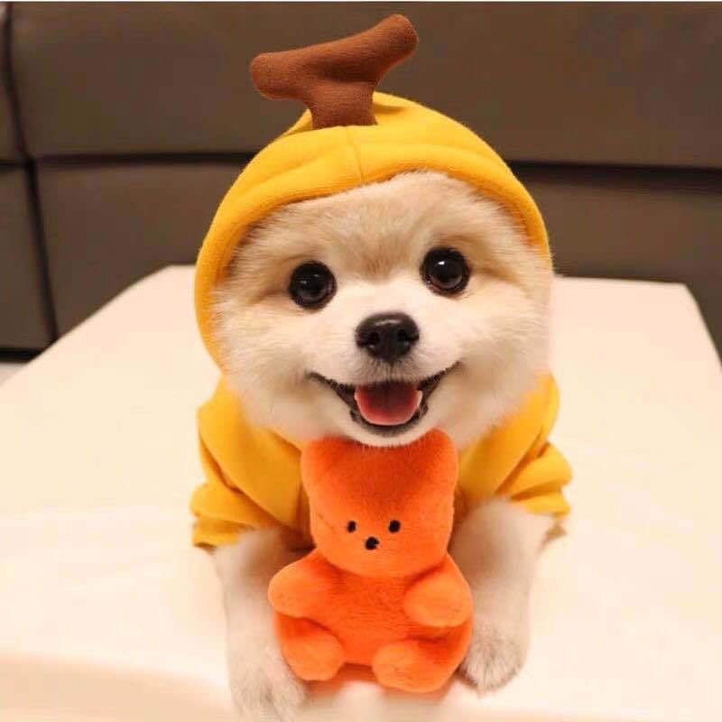 Cute Fruit Dogs Hoodies