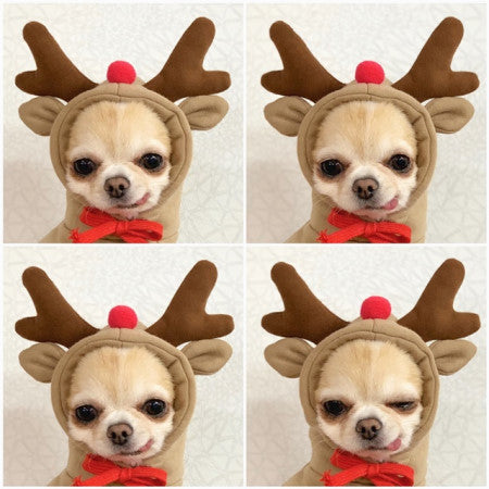 Cute Fruit Dogs Hoodies